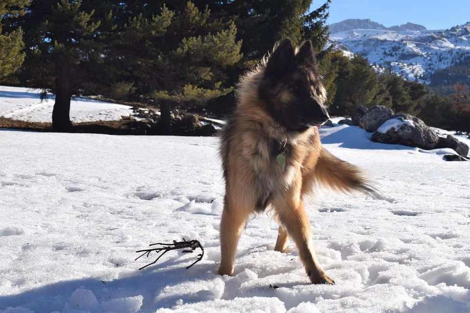 Ivy standing in the snow