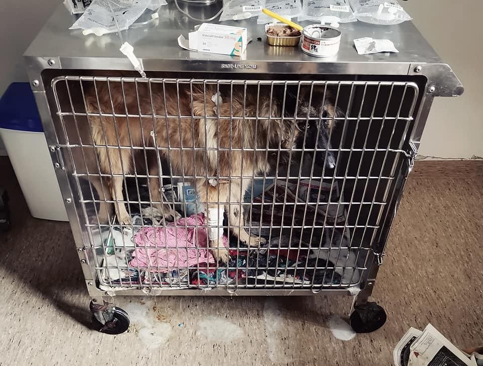 Ivy, a Belgian Shepherd, in a cage at the vet's on a drip