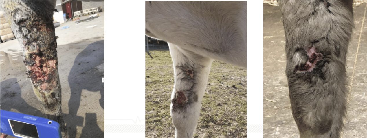 Three photos of a pony's leg wound as it healed