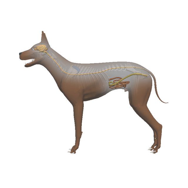 Flow screen for a dog, with the energy pathways traced along the body