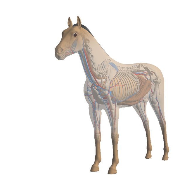 Mind-Body screen for a horse