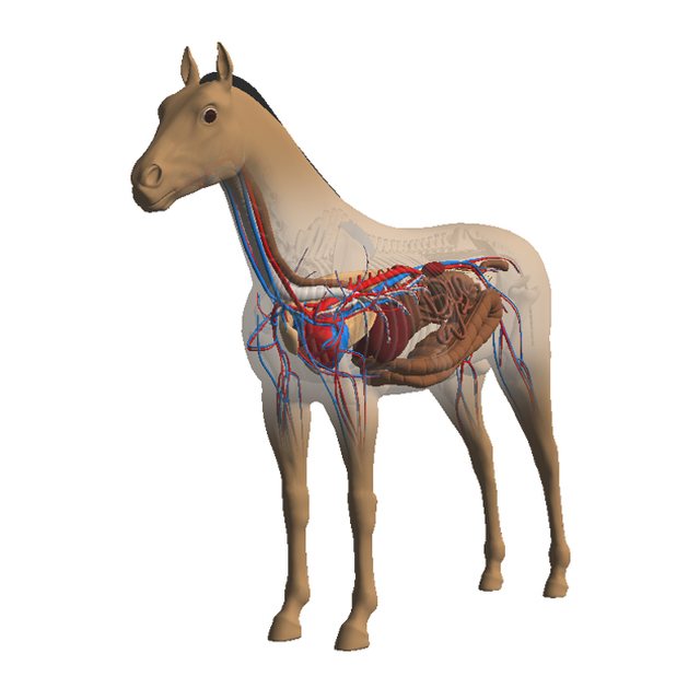 Energetic Stars screen for a horse: a translucent horse showing its organs and blood vessels