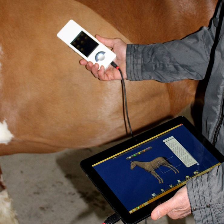 A hand holding a white miHealth beside a chestnut horse, wired to a tablet showing a horse body map